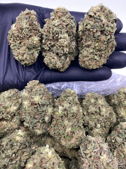 Northern Lights