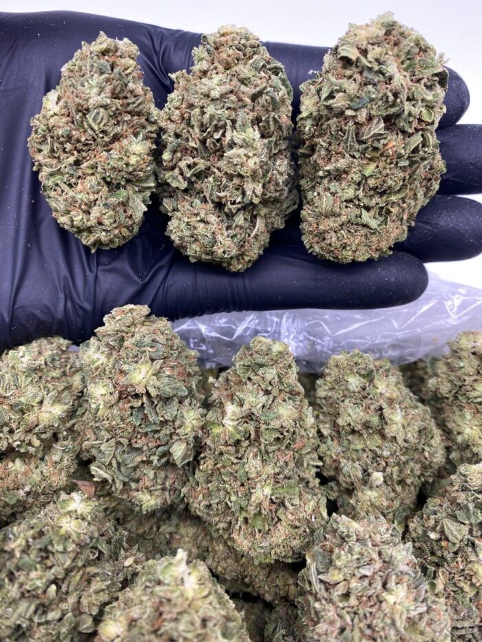 Northern Lights