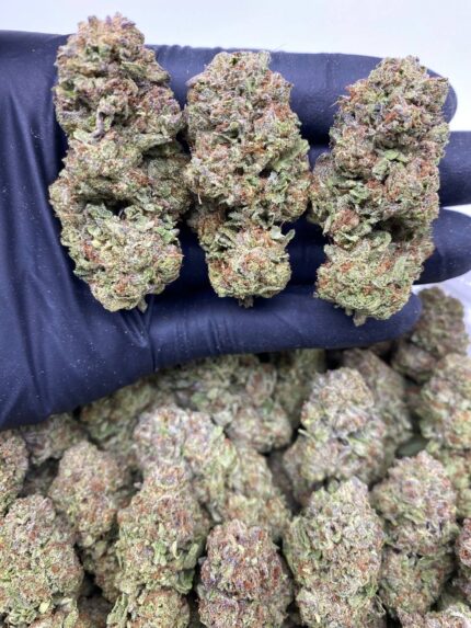 GELATO ICICLES