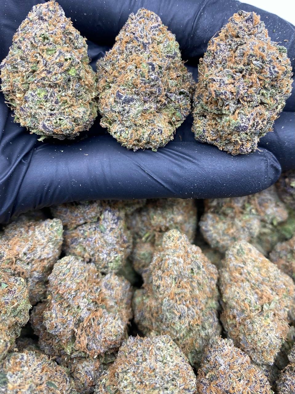 GOBSTOPPER GUMBO GOBSTOPPER GUMBO