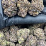 PURPLE GOBSTOPPER