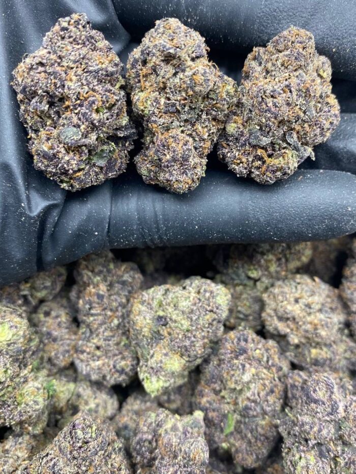 PURPLE GOBSTOPPER